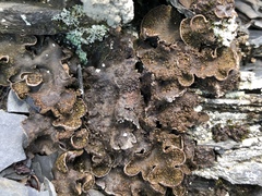 Peltigera lepidophora