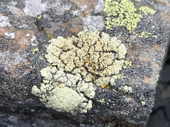 Rhizoplaca opiniconensis