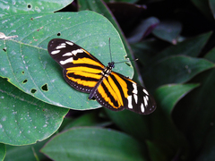 Eueides isabella eva