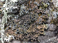 Physconia grumosa