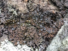 Physconia grumosa