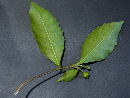 Alchornea rugosa, photograph 1