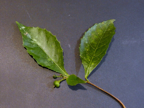 Alchorntree (Alchornea rugosa)
