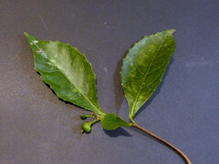 Alchornea rugosa