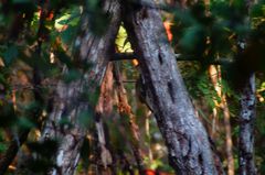 Xiphorhynchus flavigaster