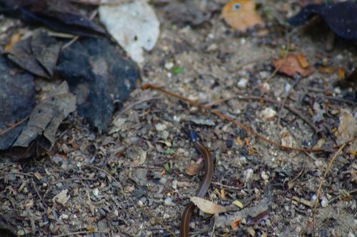 Photo of a Striped Centipede Snake (Tantilla striata)