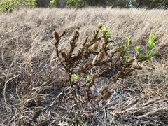 Pterocaulon serrulatum
