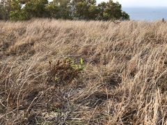 Pterocaulon serrulatum