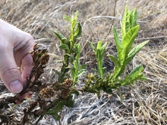 Pterocaulon serrulatum