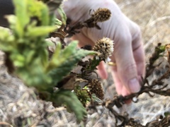Pterocaulon serrulatum