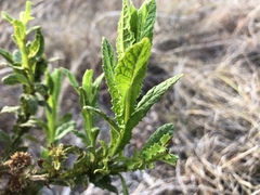 Pterocaulon serrulatum