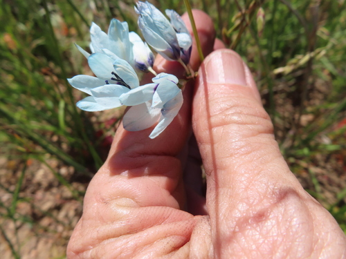 Green Kalossie (Ixia viridiflora)