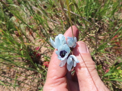 (c) linkie, some rights reserved (CC BY) Ixia viridiflora, photograph (c) linkie, some rights reserved (CC BY)