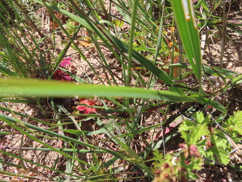 Ixia viridiflora, photograph 3