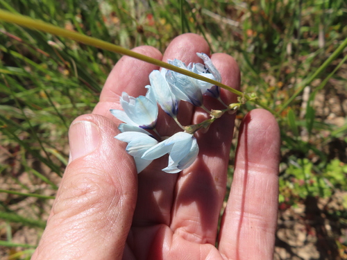 Ixia viridiflora, photograph 1