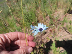 (c) linkie, some rights reserved (CC BY) Ixia viridiflora, photograph (c) linkie, some rights reserved (CC BY)