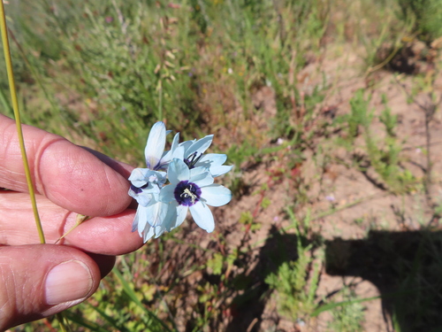 Ixia viridiflora, photograph 5