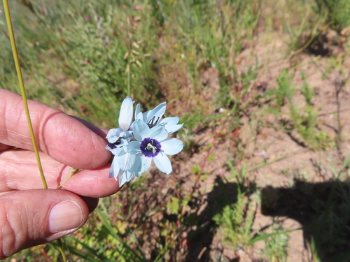 Ixia viridiflora, photograph 6