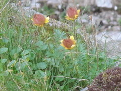 Geum reptans