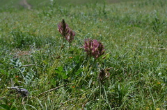 Astragalus platyphyllus