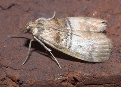 Pococera militella