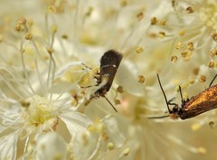 Micropterix aruncella