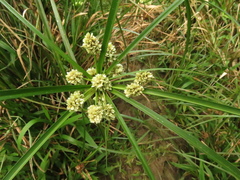 Cyperus luzulae