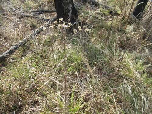 Impatient Yarrow (Achillea impatiens)