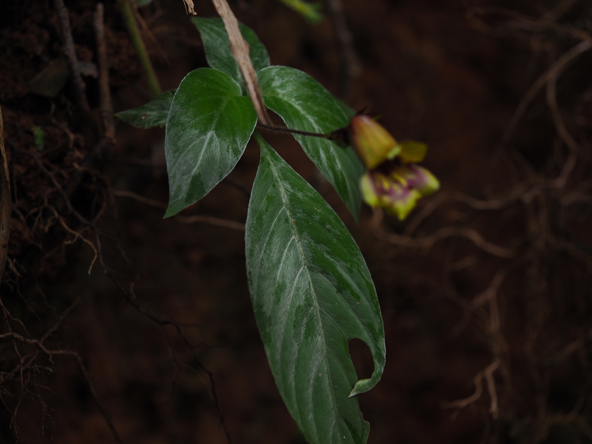 Raphiocarpus sinovietnamicus — ảnh 2