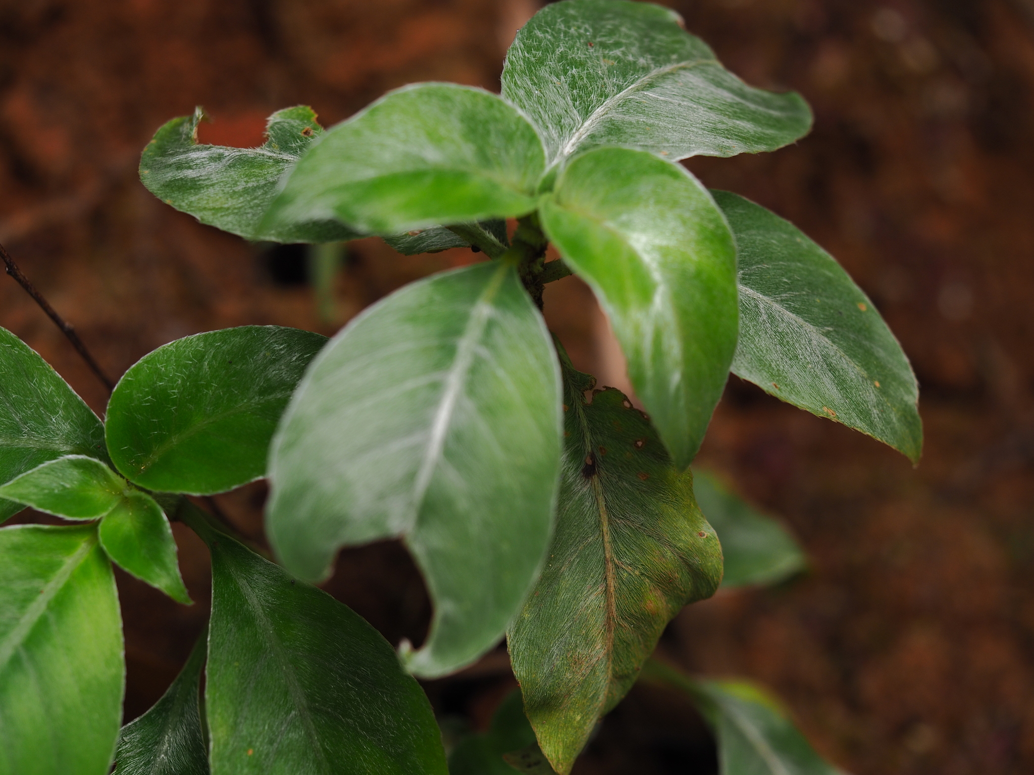 Raphiocarpus sinovietnamicus — ảnh 3