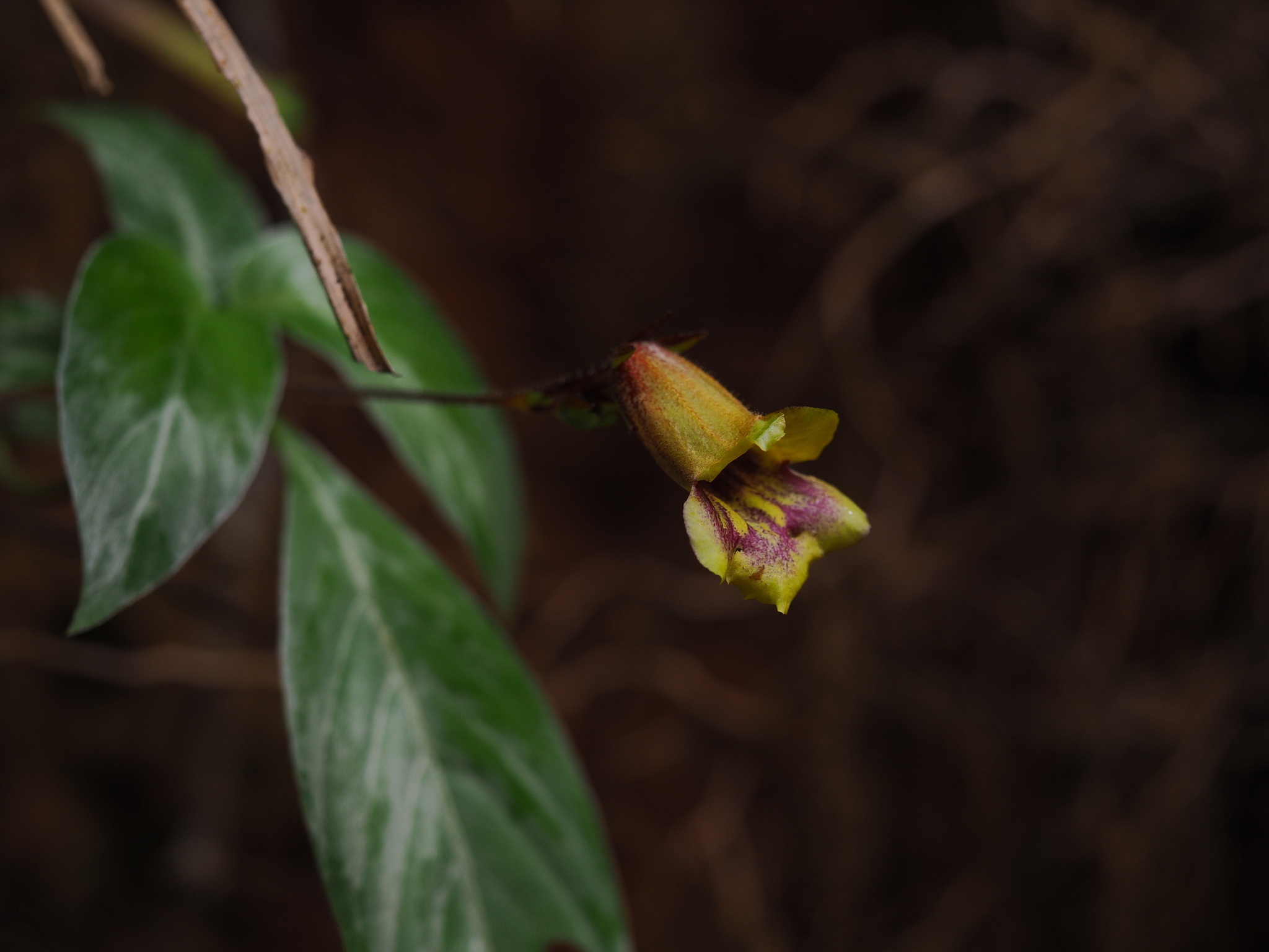 Raphiocarpus sinovietnamicus (Raphiocarpus sinovietnamicus)