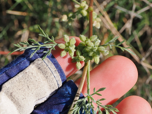 Daucus glochidiatus iNat (3)