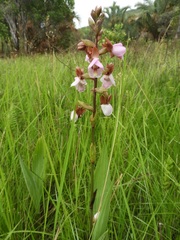 Eulophia latilabris image