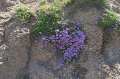 Thymus seravschanicus