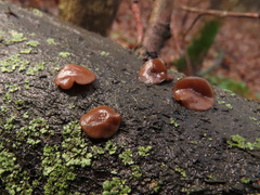 Encoelia tiliacea