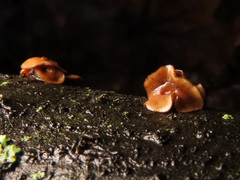 Encoelia tiliacea