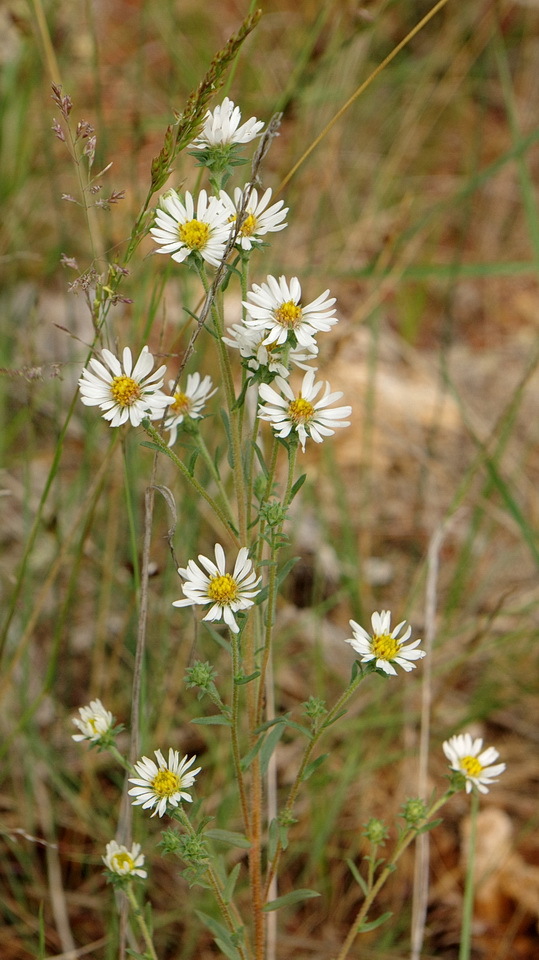 Symphyotrichum falcatum var. falcatum