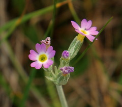 Primula incana