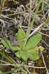 Primula incana