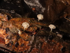 Phloeomana alba