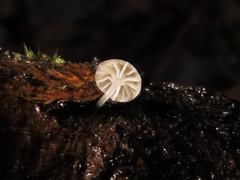 Phloeomana alba