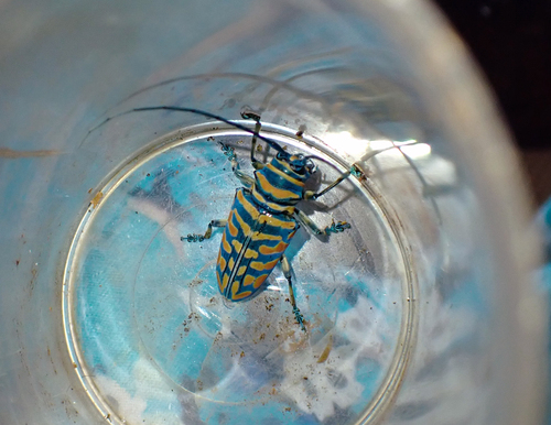 Jewel Longhorn Beetle
