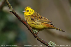 Yellowhammer - Photo (c) Tom Tarrant, some rights reserved (CC BY-NC)