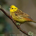 גבתון צהוב - Photo (c) Tom Tarrant,  זכויות יוצרים חלקיות (CC BY-NC)