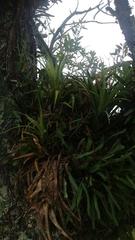 Aechmea recurvata
