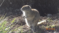 Urocitellus beldingi