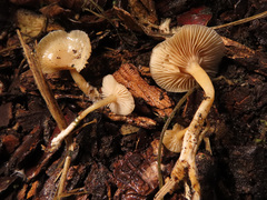 Leucocybe houghtonii