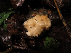 Leucocybe houghtonii