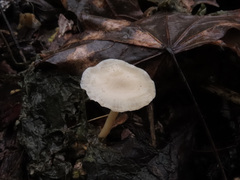 Leucocybe houghtonii
