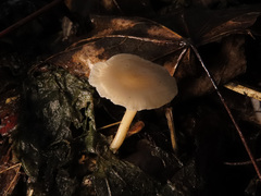 Leucocybe houghtonii
